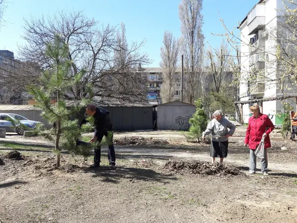 Озеленення хвойними деревами двору С. Ковалевської, 49 — фото 10