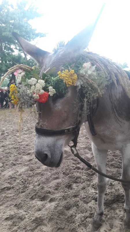 Свято Івана Купала на житловому масиві Ломівський — фото 9