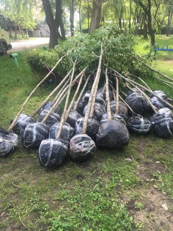 Будівництво набережної Сонячного. Упорядкування зон відпочинку — фото 9