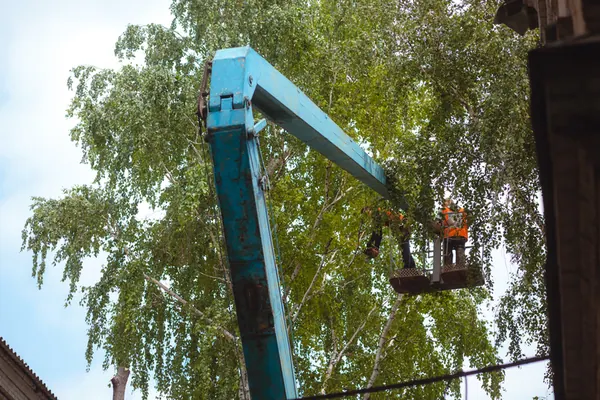 Ліквідація аварійних дерев на території 2-ї міської лікарні — фото 8